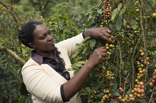 ▲네슬레는 커피 농부들과 협력해 오는 2025년까지 100% 재생 농업 전환을 진행하고 있다