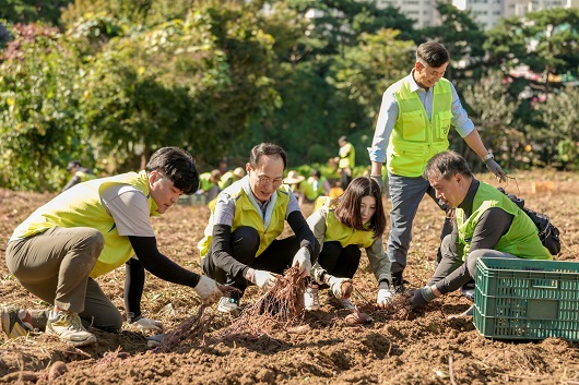 ▲ 김용기 농협금융지주 부사장(왼쪽에서 두번째)과 임직원들이 고구마 수확 작업을 하고 있다.