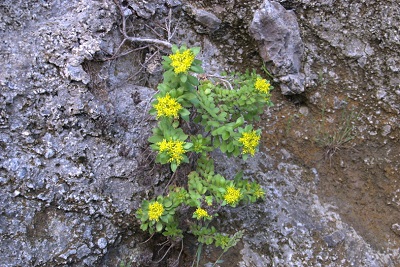 섬기린초 이미지_2.jpg