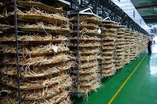 증삼 대기중인 수삼들.JPG