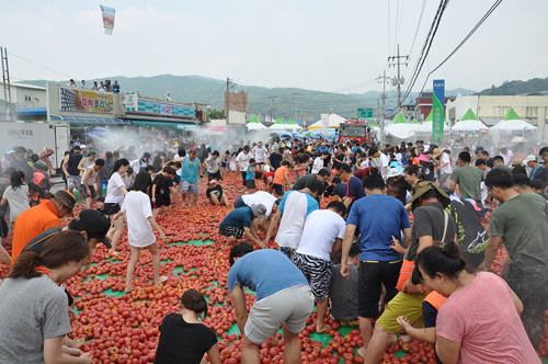 2015 화천 토마토 축제 '황금반지를 찾아라' 이벤트에 참가한 관광객들이 토마토 속 반지를 찾으며 즐거운 시간을 보내고 있다.jpg