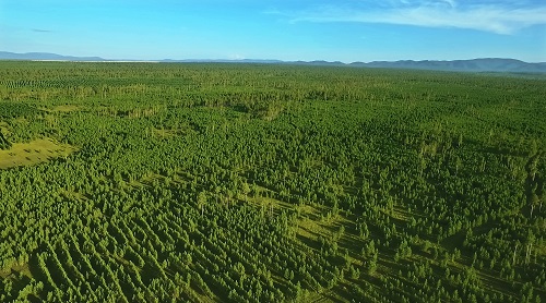 우리강산 푸르게 푸르게 캠페인 (몽골 토진나르스 유한킴벌리 숲 사진).jpg