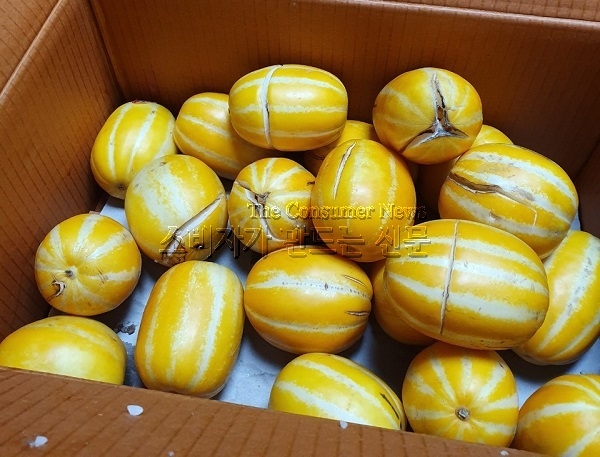 참외.jpg