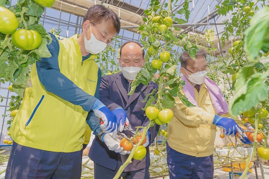 ▲ (사진 왼쪽부터) 손병환 농협금융지주 회장, 김정만 용현농협 조합장, 김종기 사남농협 조합장이 토마토 농가에서 농촌일손돕기를 하고 있다.