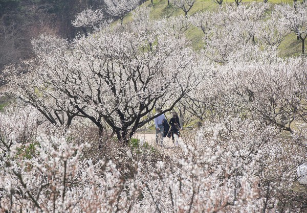 ▲에버랜드 하늘정원길