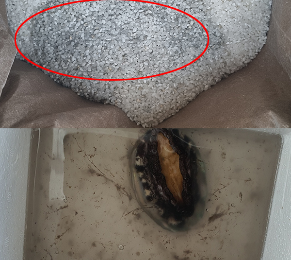 ▲ 썩은 쌀이 배송된 모습(위), 악취가 나는 전복