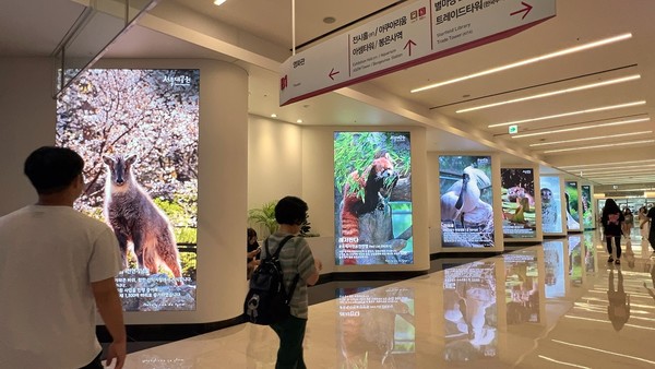 ▲ 서울시 강남구 코엑스몰 S-LIVE에서 'CGV와 서울대공원이 함께하는 멸종위기 동물보존 캠페인'이 송출되고 있다